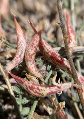 Astragalus shevockii