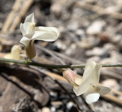 Astragalus shevockii