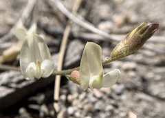 Astragalus shevockii