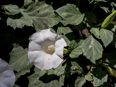 Datura metel