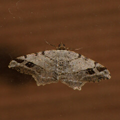 Macaria aequiferaria