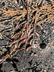 Astragalus shevockii