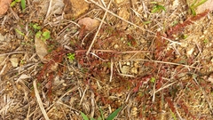 Euphorbia thymifolia