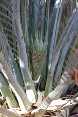 Macrozamia macdonnellii