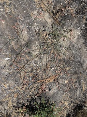 Astragalus shevockii