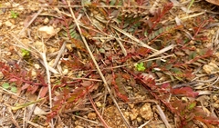 Euphorbia thymifolia