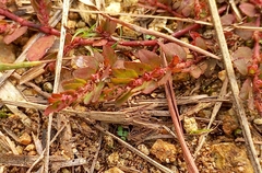 Euphorbia thymifolia