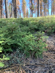 Astragalus shevockii