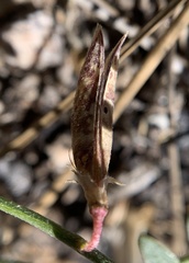 Astragalus shevockii
