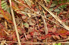 Euphorbia thymifolia