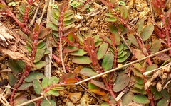 Euphorbia thymifolia