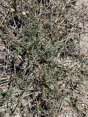 Astragalus shevockii