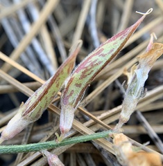 Astragalus shevockii