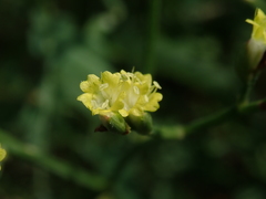 Limonium sinense
