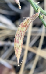 Astragalus shevockii