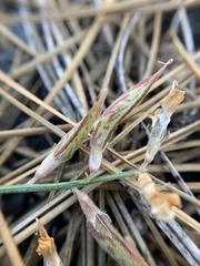 Astragalus shevockii