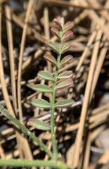 Astragalus shevockii