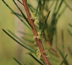 Hakea nodosa