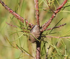 Hakea nodosa