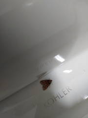 Aglossa costiferalis