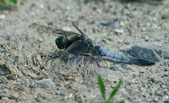 Orthetrum cancellatum