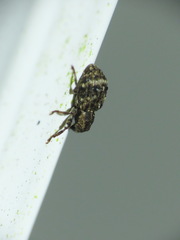 Sthereus quadrituberculatus