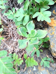 Echeveria chapalensis