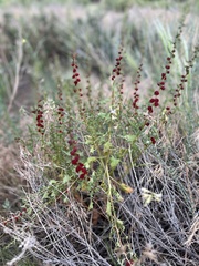 Blitum virgatum