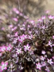 Gilia leptantha purpusii