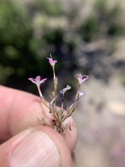 Gilia leptantha purpusii