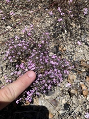 Gilia leptantha purpusii