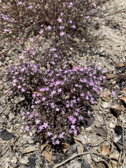 Gilia leptantha purpusii