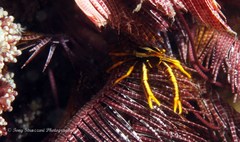 Allogalathea elegans