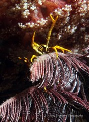 Allogalathea elegans