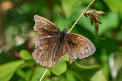 Aphantopus hyperantus