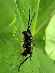Tenthredo mandibularis