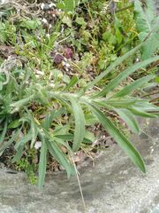 Solenanthus reverchonii