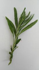 Solenanthus reverchonii