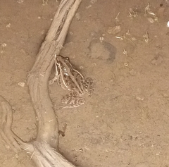 Ptychadena erlangeri