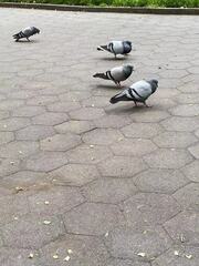 Columba livia domestica