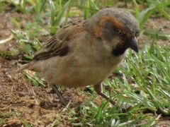 Passer rufocinctus