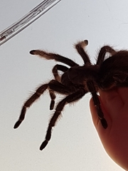 Theraphosinae