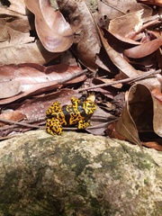 Dendrobates leucomelas