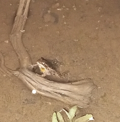 Ptychadena erlangeri