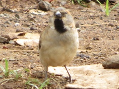 Passer rufocinctus