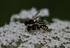 Ectemnius lapidarius