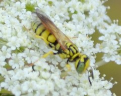 Philanthus multimaculatus