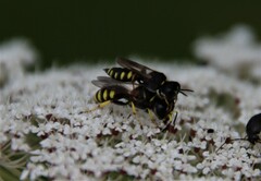 Ectemnius lapidarius