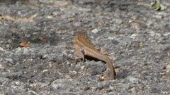 Podarcis guadarramae