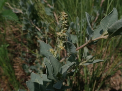 Atriplex maximowicziana